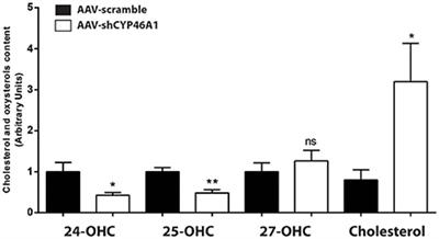 Neuronal Cholesterol Accumulation Induced by Cyp46a1 Down-Regulation in Mouse Hippocampus Disrupts Brain Lipid Homeostasis